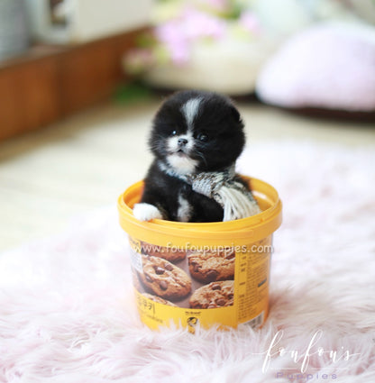 Kisses - Pomeranian F.