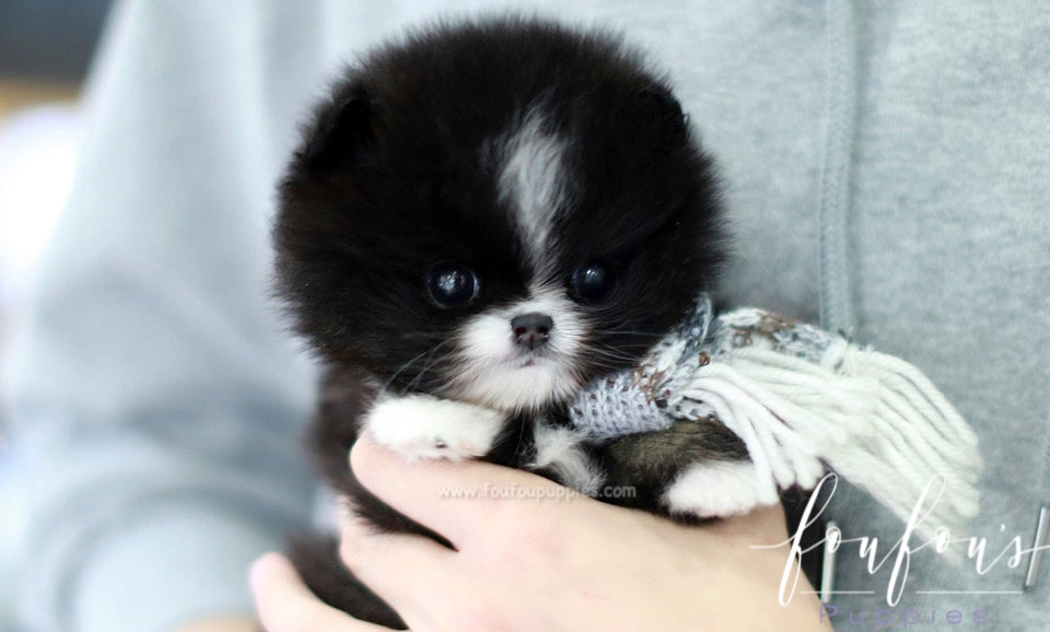 Kisses - Pomeranian F.