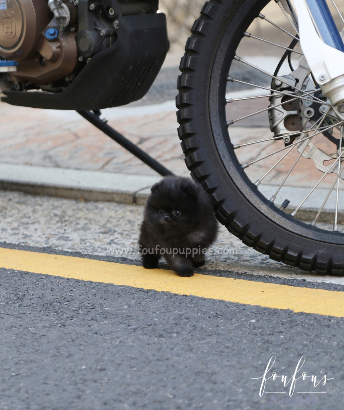 Arya - Pomeranian F.