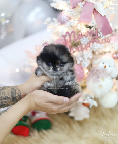 Noel - Pomeranian F.