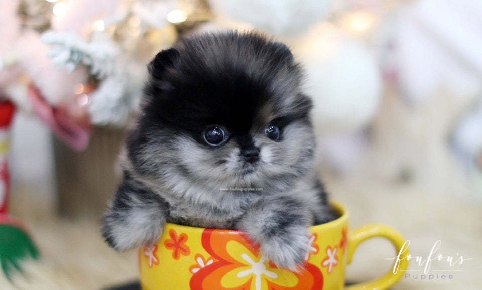 Noel - Pomeranian F.