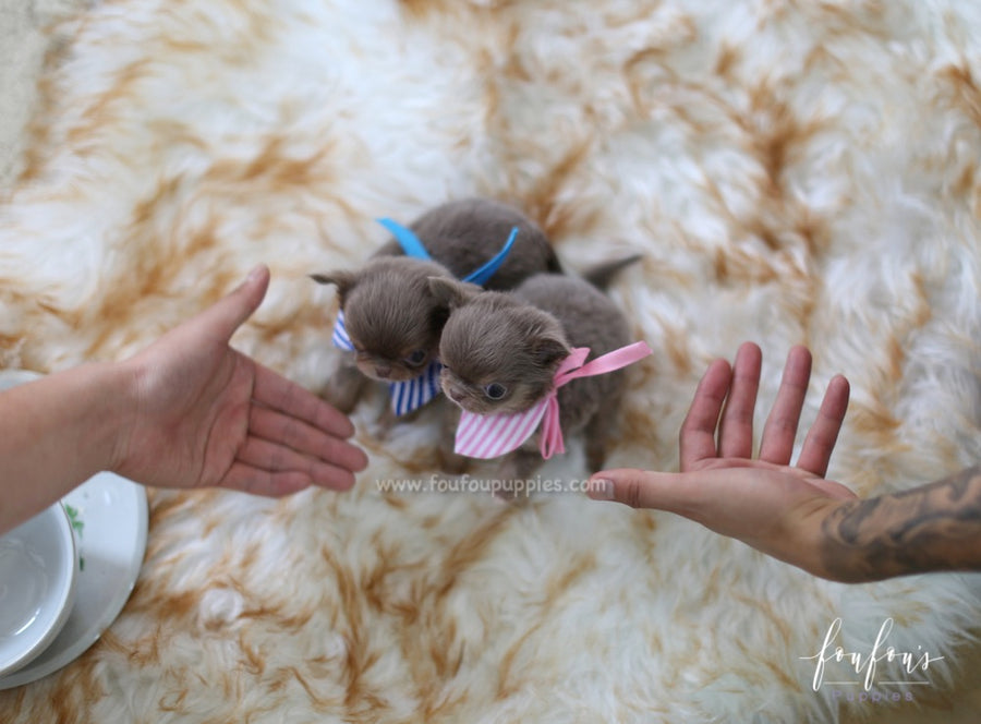 Monica - Chihuahua F.