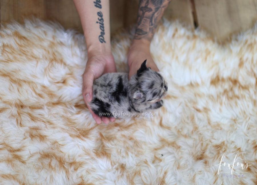 Marble - Chihuahua F.