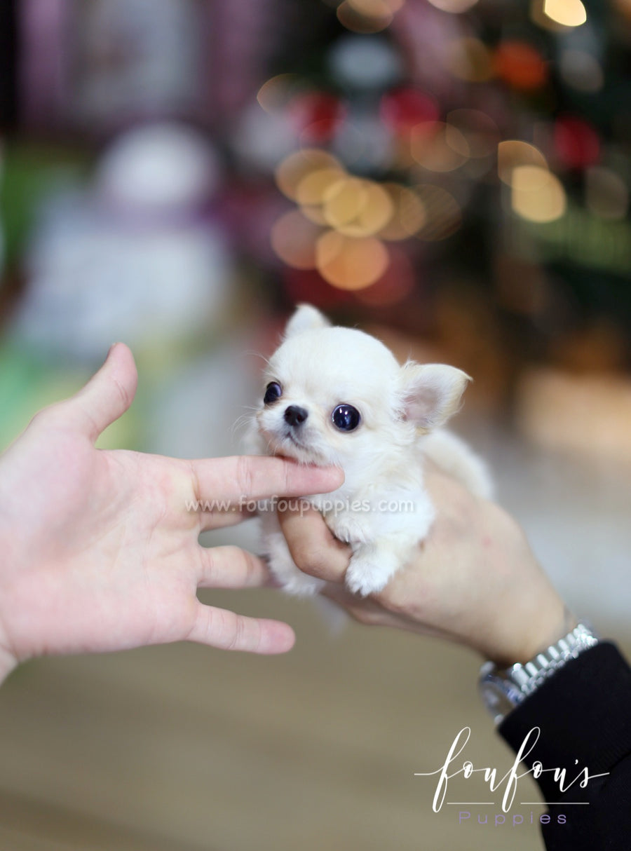 Luke - Chihuahua M.