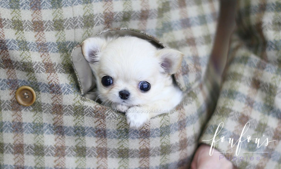 Luke - Chihuahua M.
