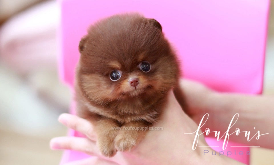 Twix - Pomeranian M.