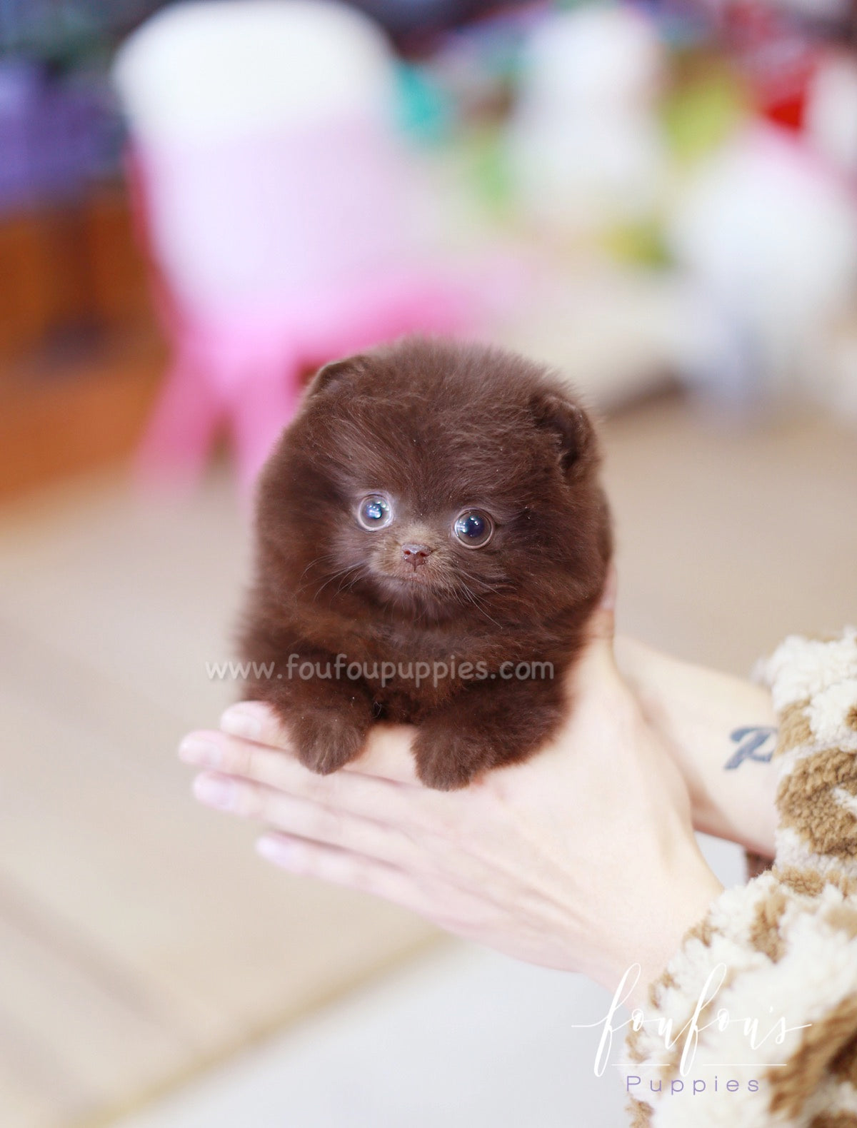 Mocha - Pomeranian F.