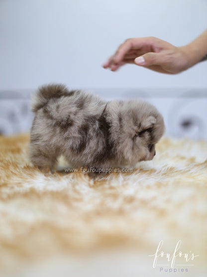 Candy - Pomeranian F.