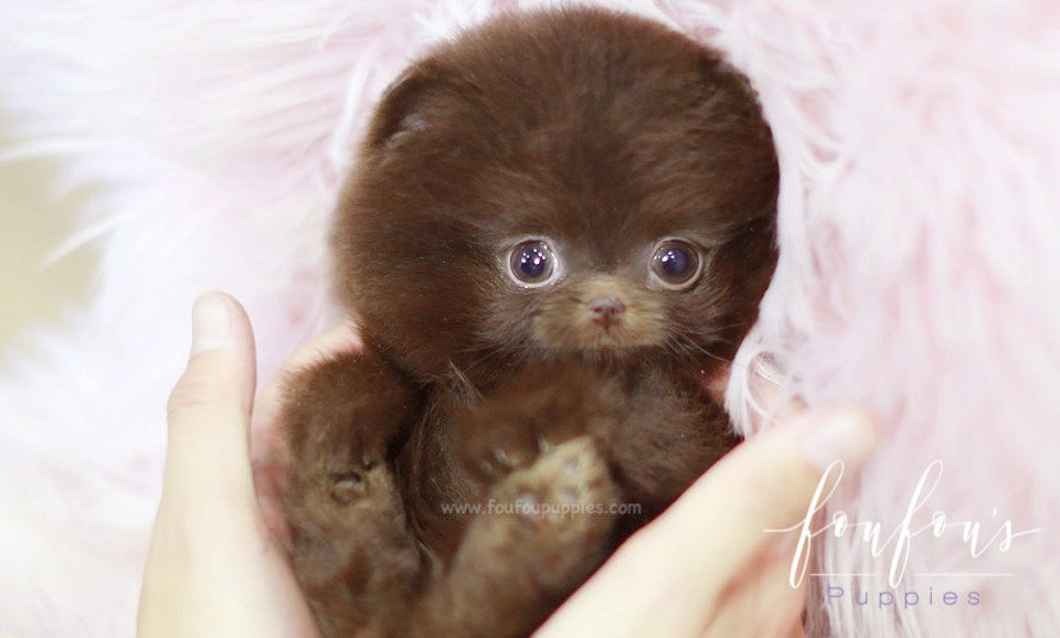 Mocha - Pomeranian F.