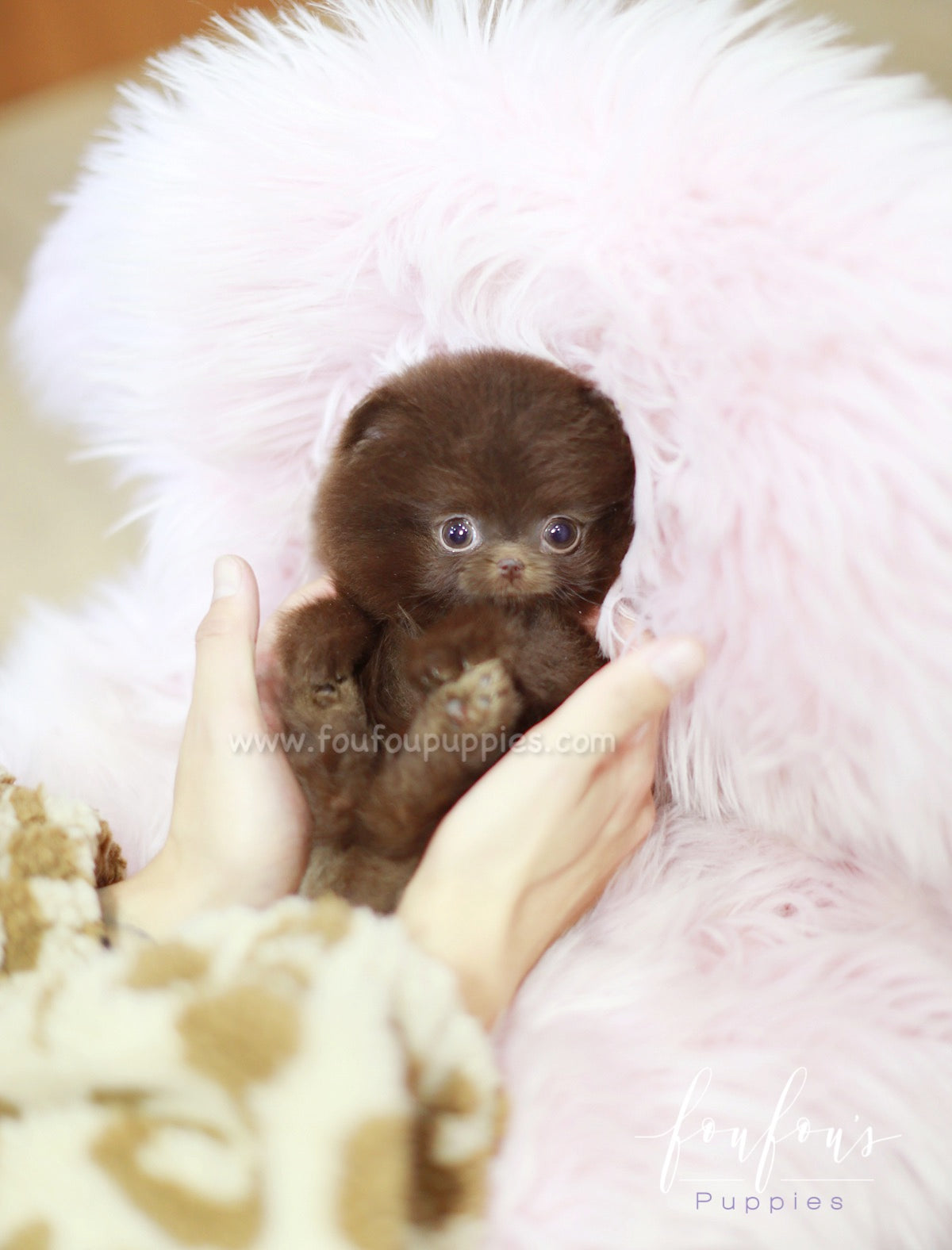 Mocha - Pomeranian F.