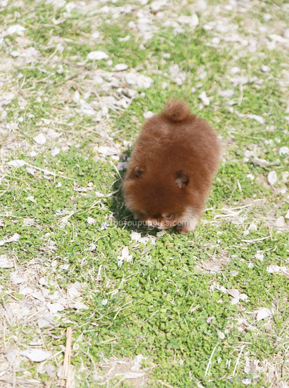 Tootsie - Pomeranian F.