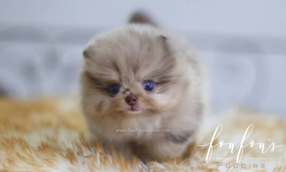 Candy - Pomeranian F.