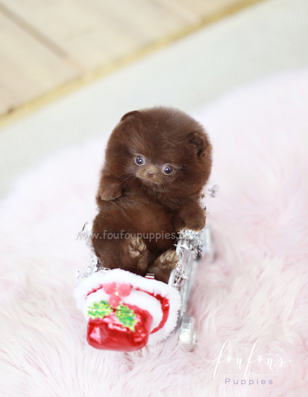 Mocha - Pomeranian F.