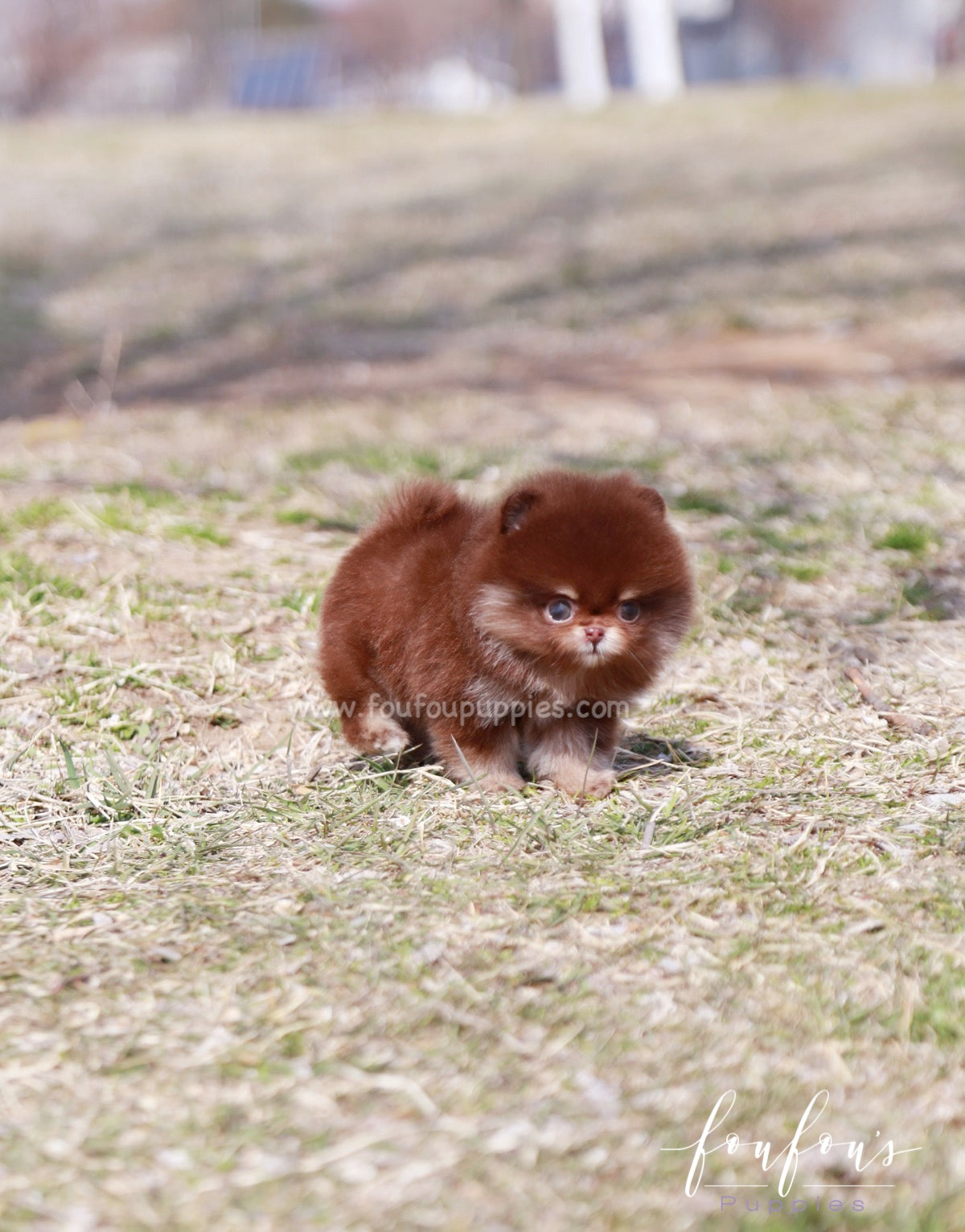 Tootsie - Pomeranian F.