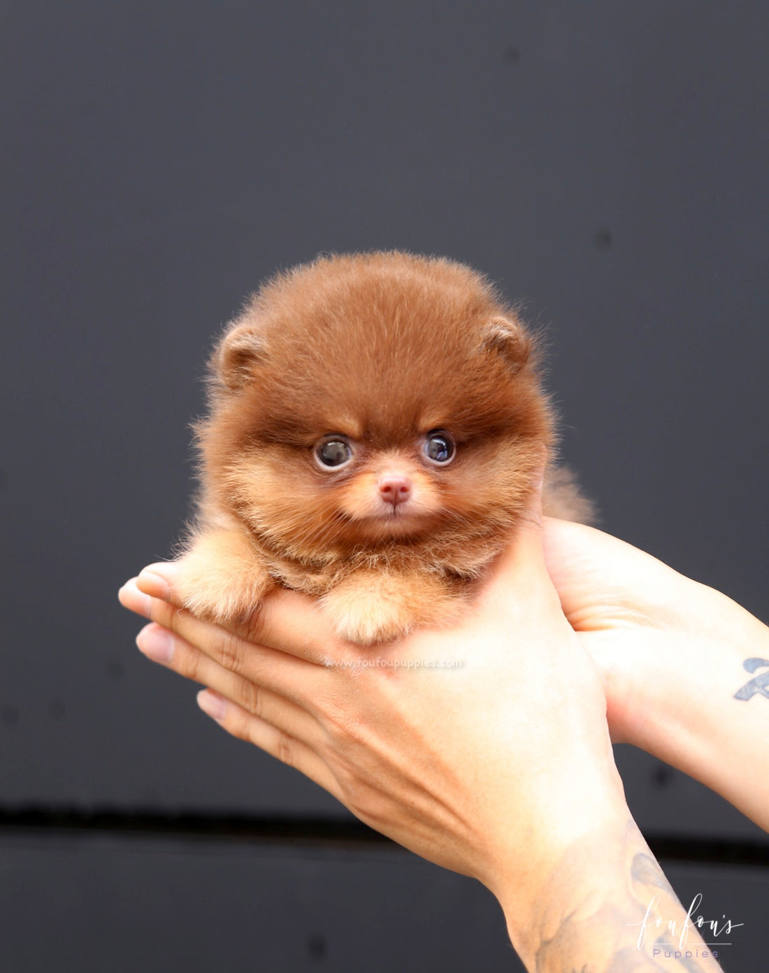 Twix - Pomeranian M.