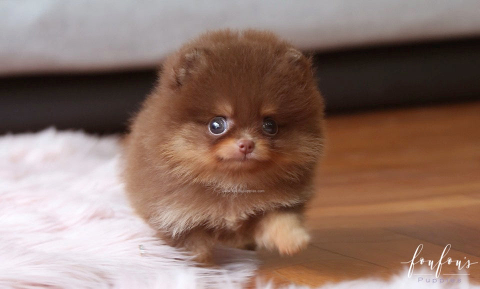 Twix - Pomeranian M.