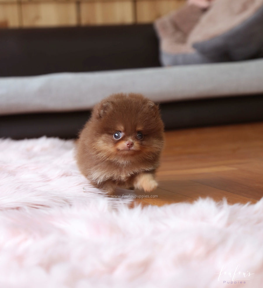 Twix - Pomeranian M.
