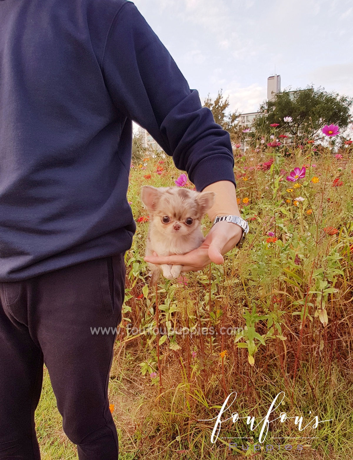 Toffee - Chihuahua M.