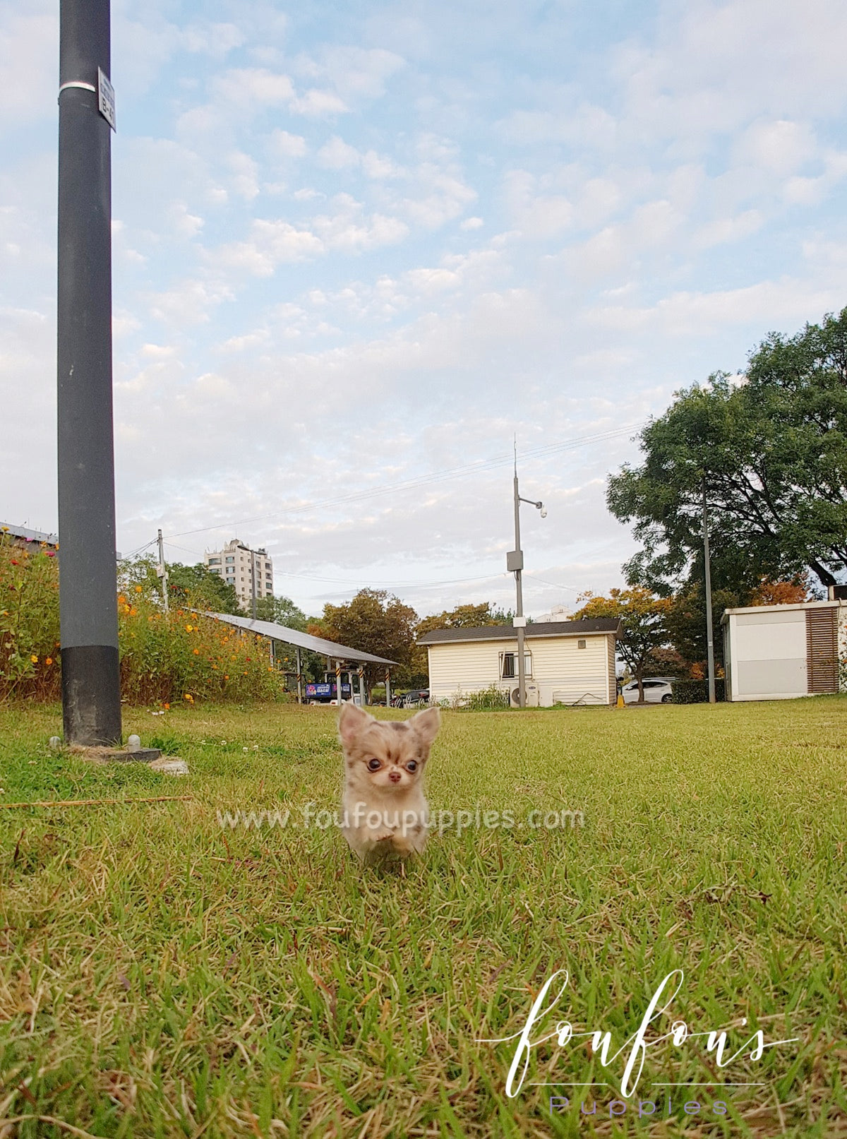 Toffee - Chihuahua M.