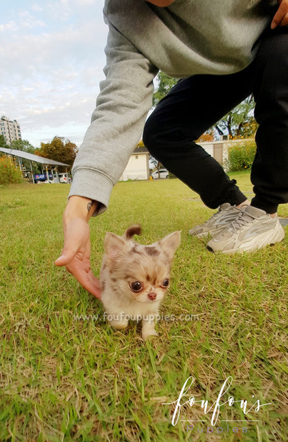 Toffee - Chihuahua M.