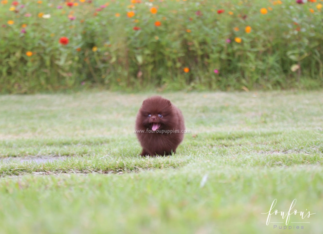 Valencia - Pomeranian F.