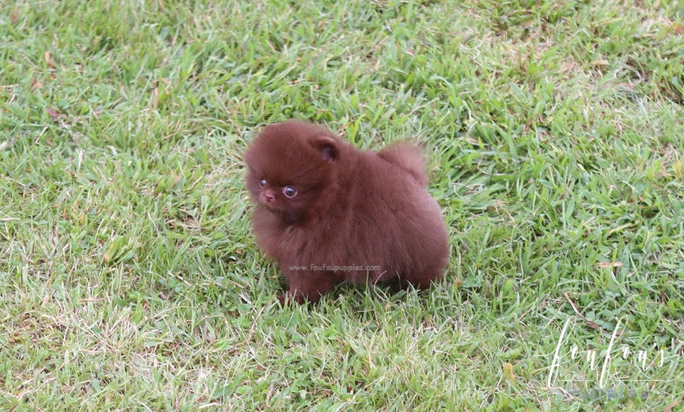 Valencia - Pomeranian F.