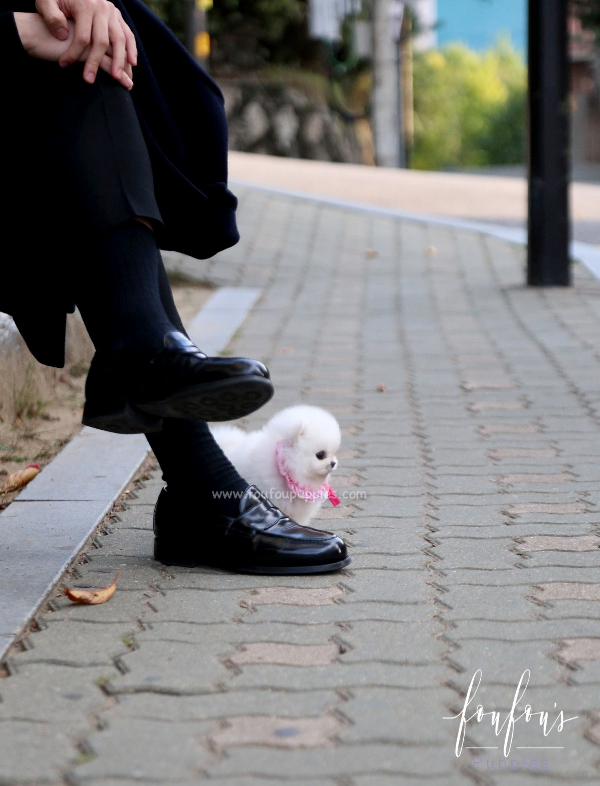 Aspen - Pomeranian F.