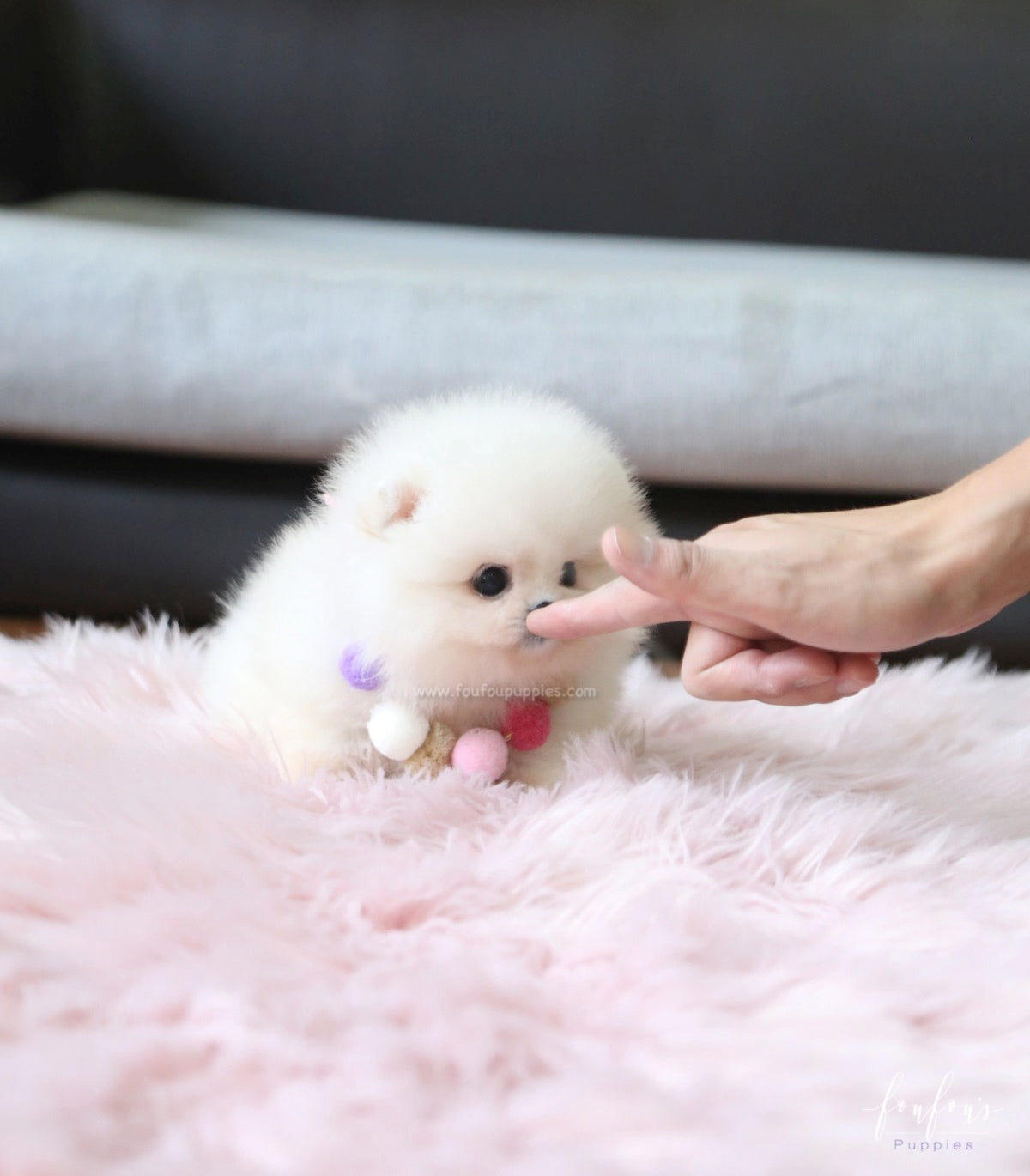 Cotton - Pomeranian F.