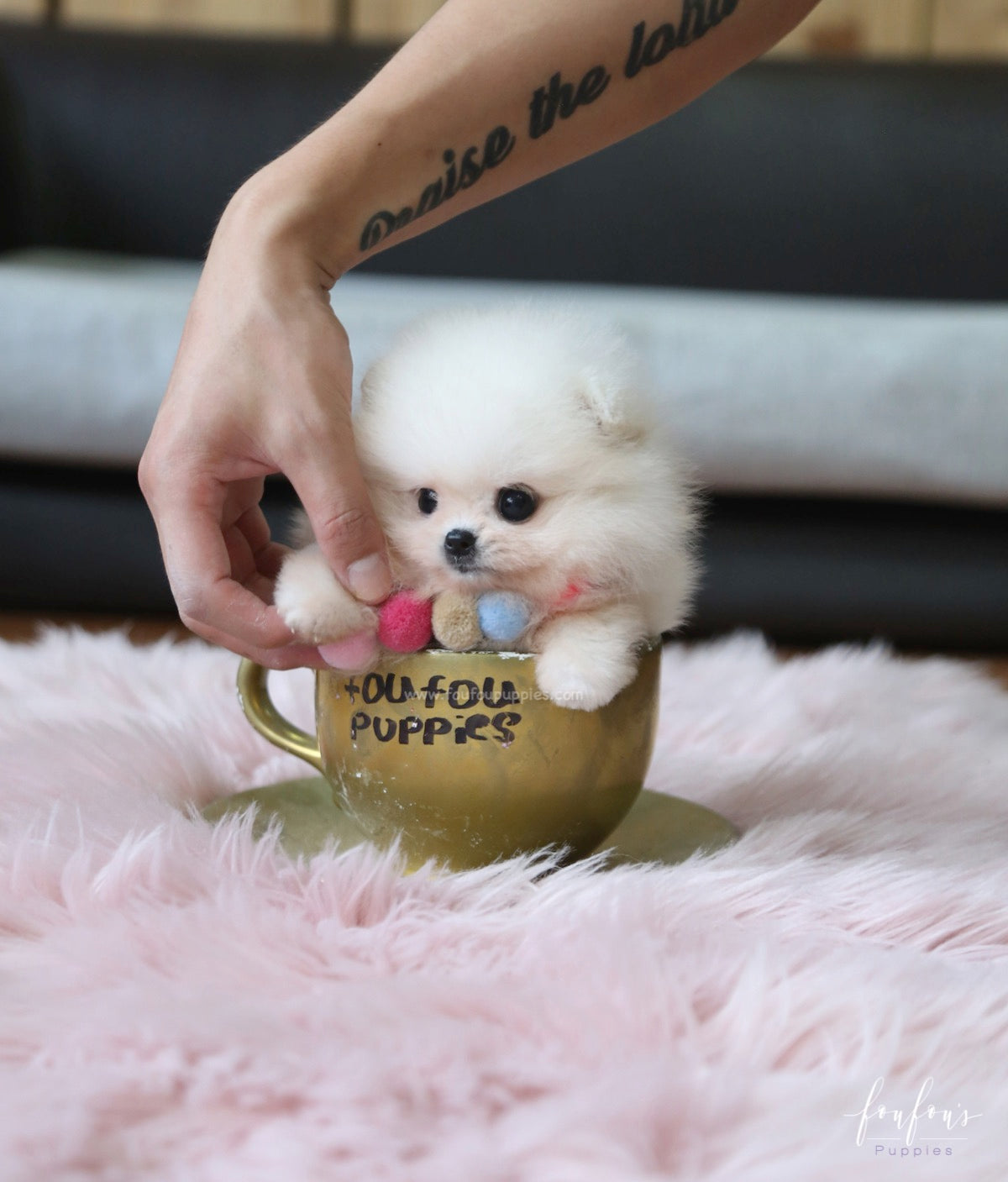 Cotton - Pomeranian F.