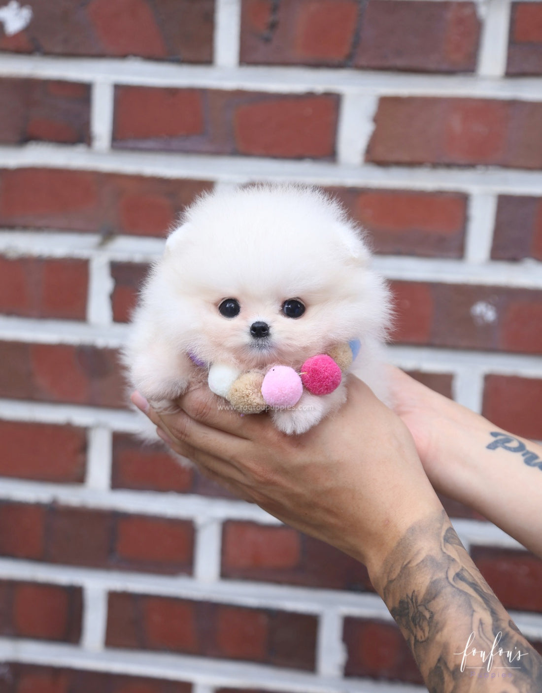 Cotton - Pomeranian F.