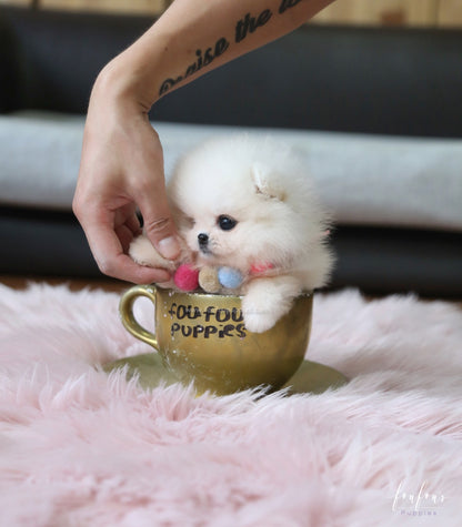 Cotton - Pomeranian F.