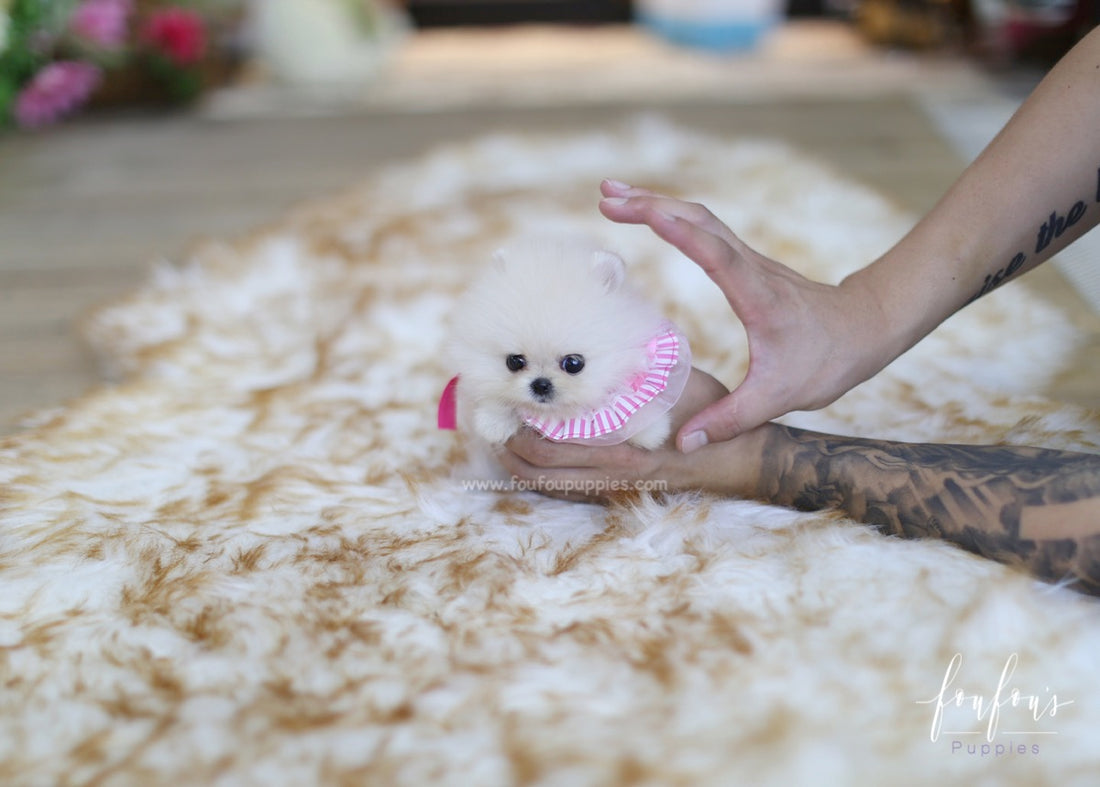 Latte - Pomeranian F.