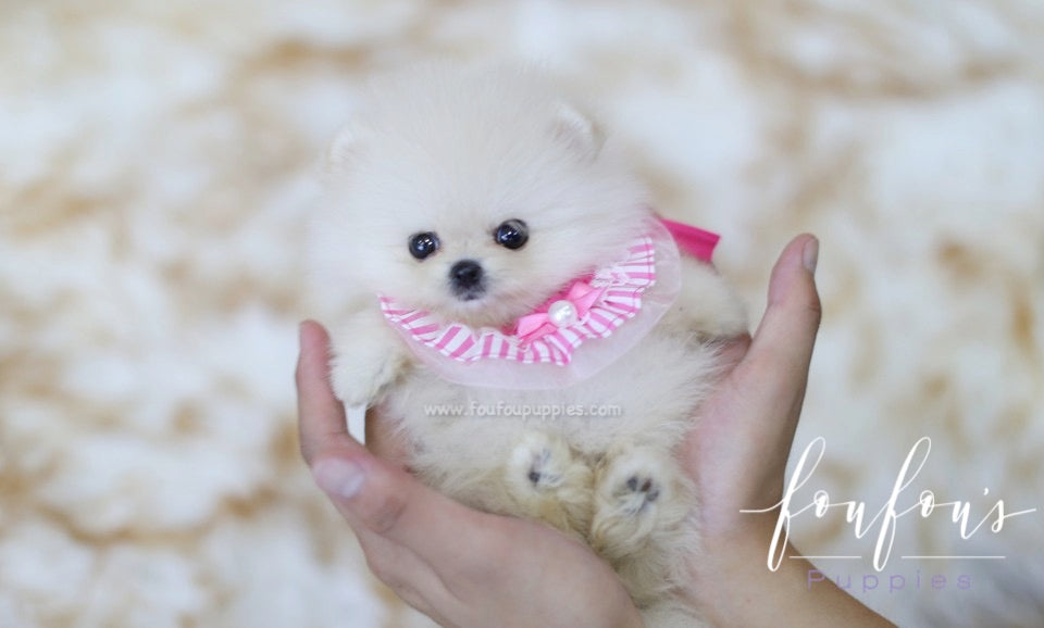 Latte - Pomeranian F.