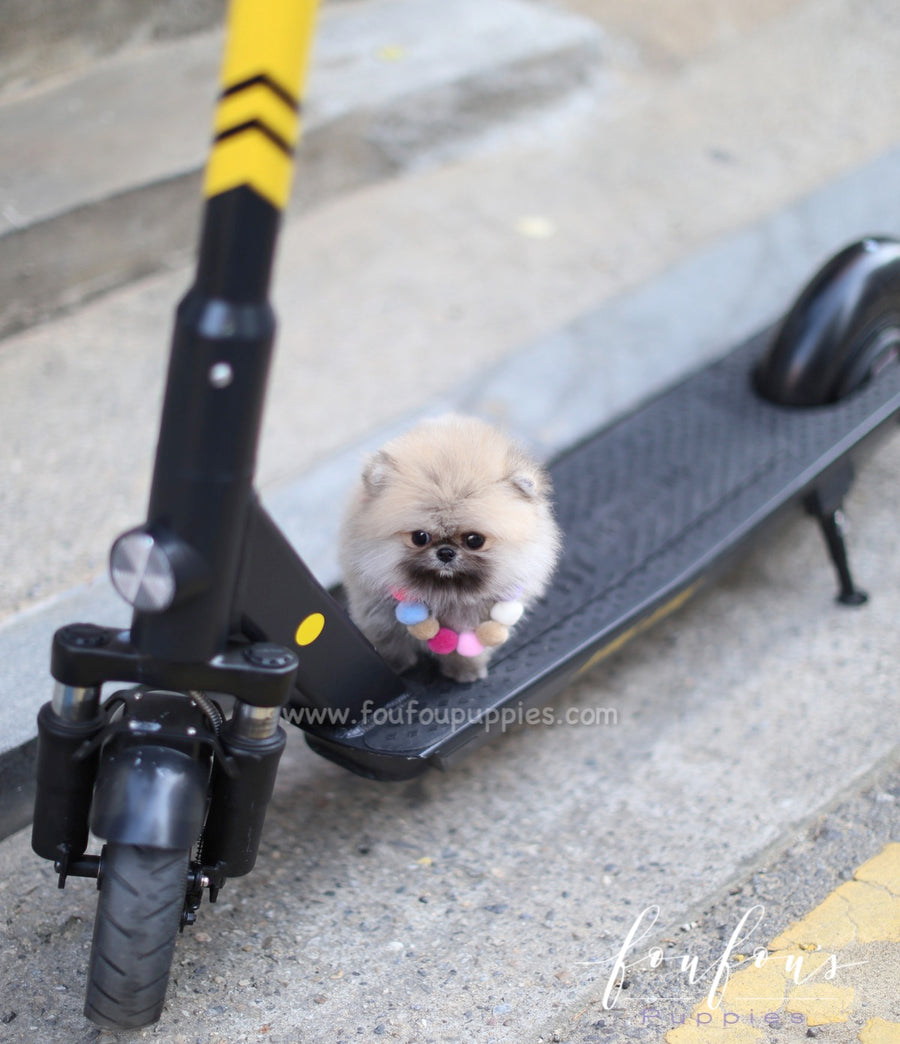 Mistletoe - Pomeranian M.