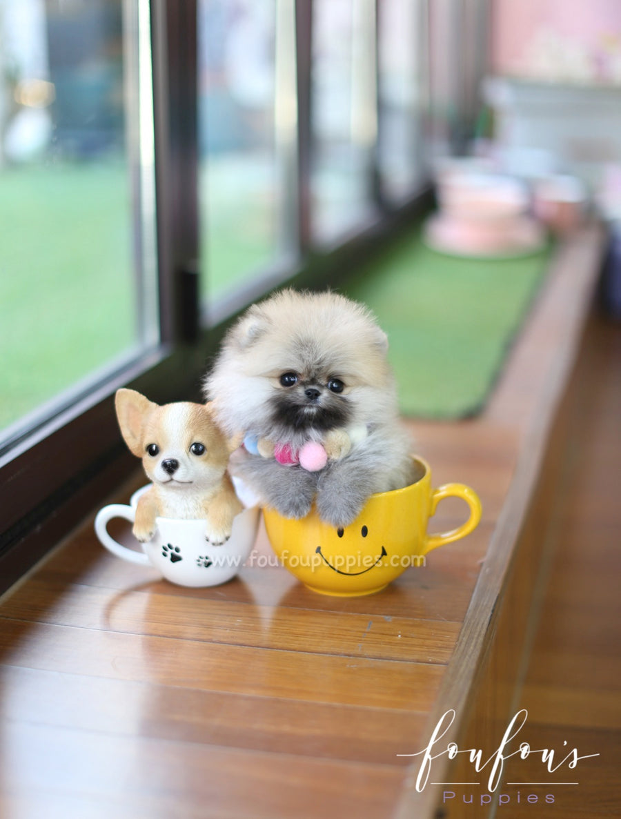 Mistletoe - Pomeranian M.