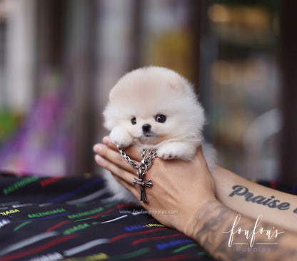 Cashmere - Pomeranian M.