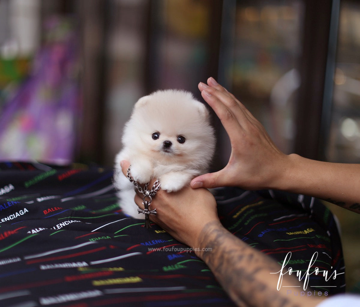 Cashmere - Pomeranian M.