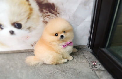 Creme Caramel - Pomeranian F. (1710759968881)