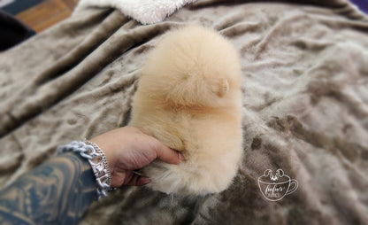 Creme Caramel - Pomeranian F. (1710759968881)