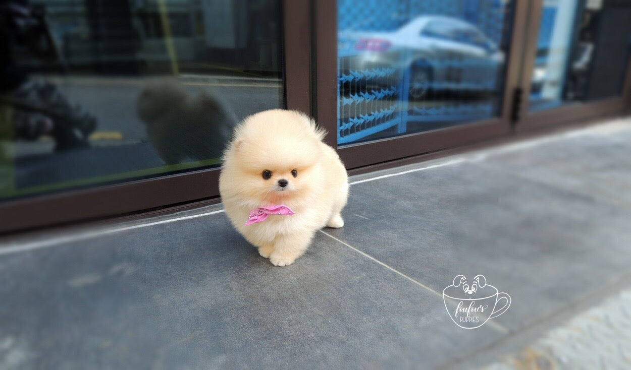 Creme Caramel - Pomeranian F. (1710759968881)