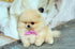 Creme Caramel - Pomeranian F. (1710759968881)