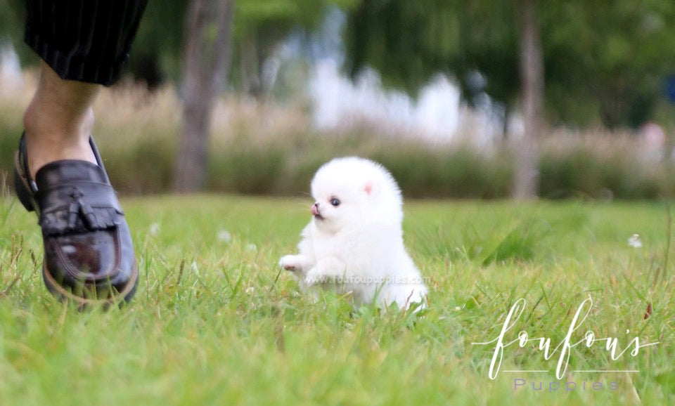 Neige - Pomeranian F.