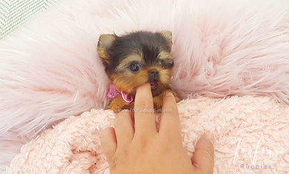 Thumbelina - Yorkie F.