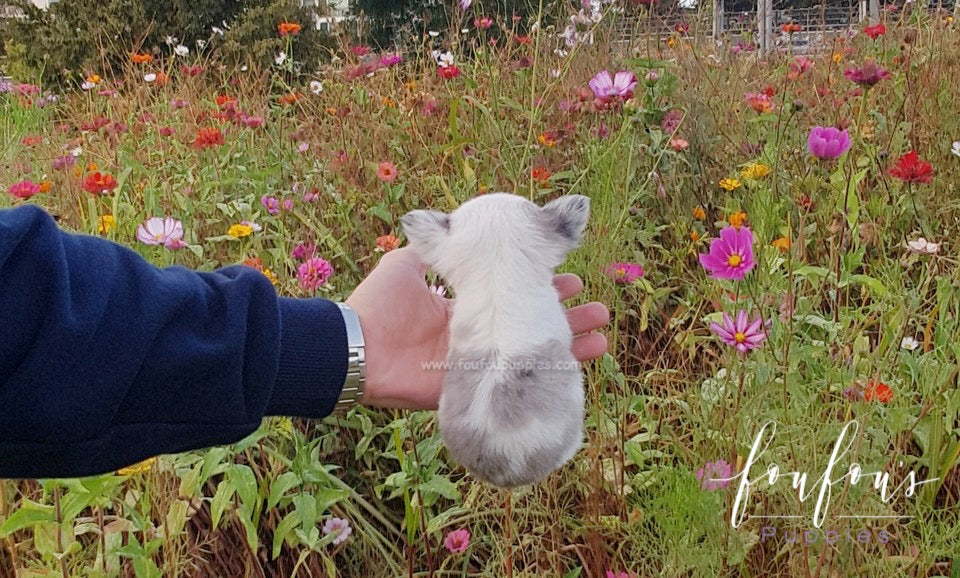 Ivy - Chihuahua F.