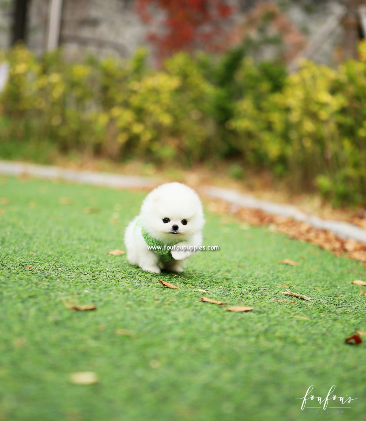 Cuddles - Pomeranian F.