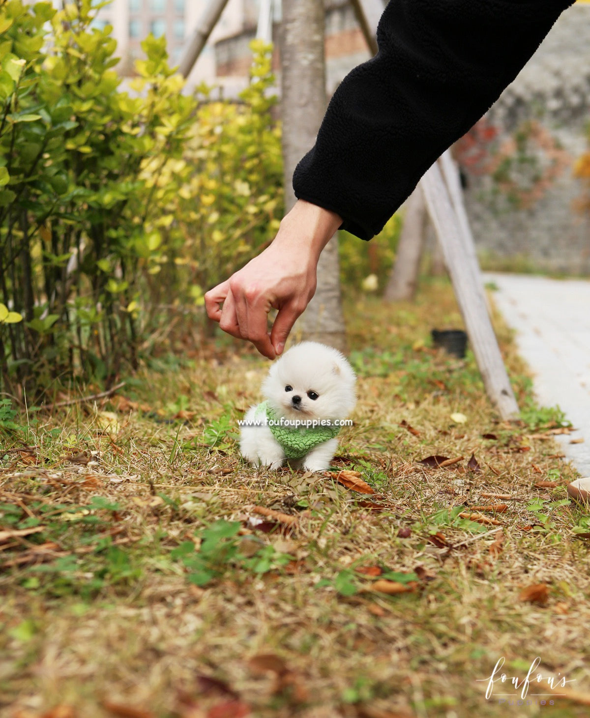 Cuddles - Pomeranian F.