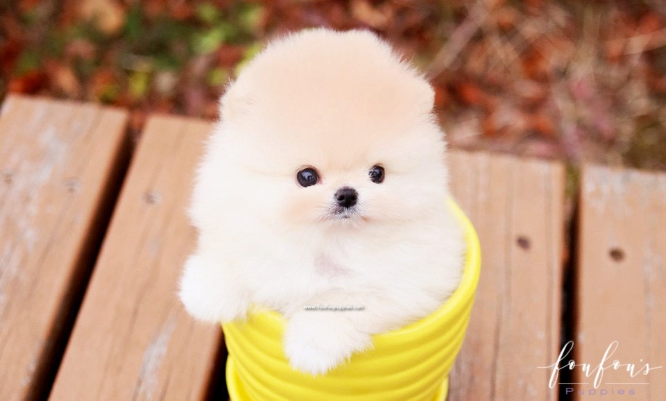 Hermes - Pomeranian M.