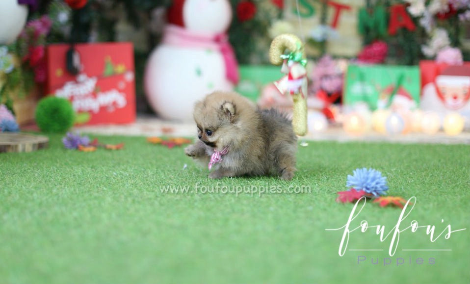 Cookie - Pomeranian F.