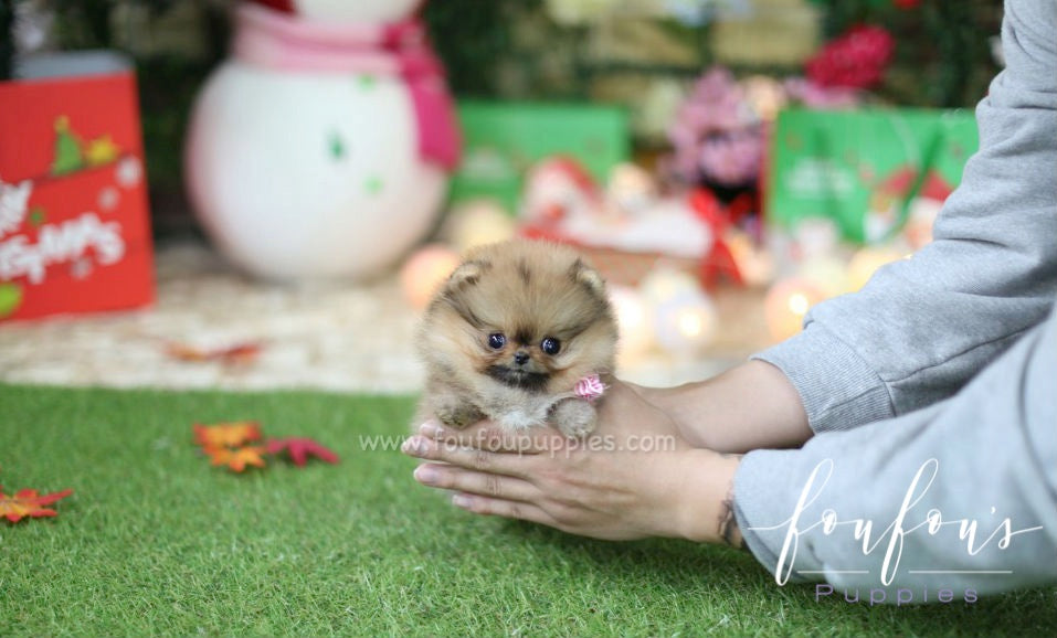 Cookie - Pomeranian F.