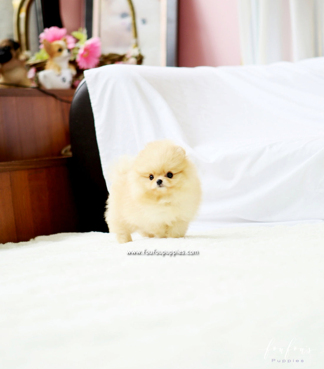 Dolce - Pomeranian F.